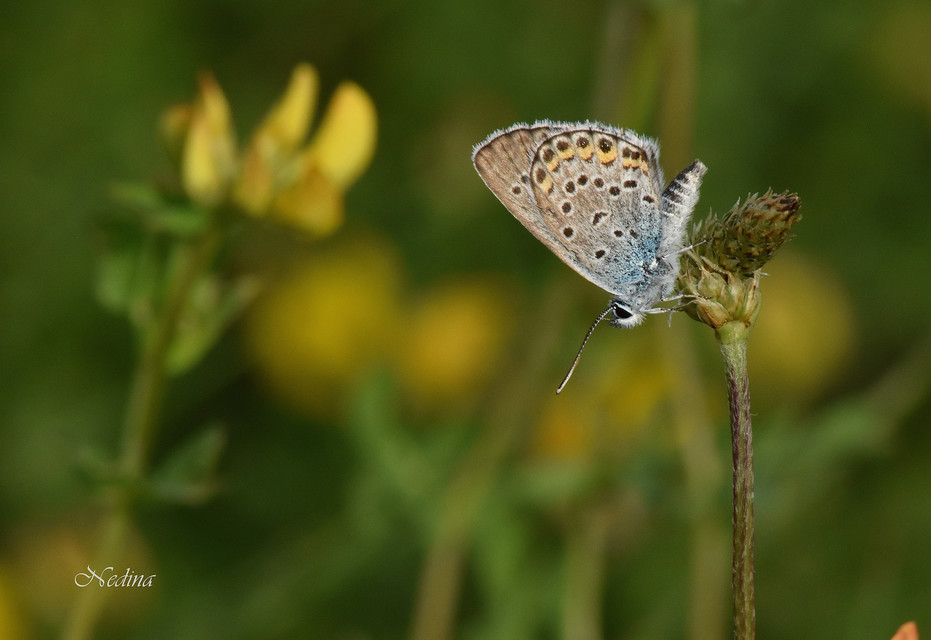 Plebejus argus - ezüstös boglárka