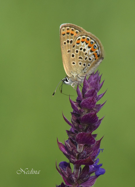 Plebejus argus - ezüstös boglárka