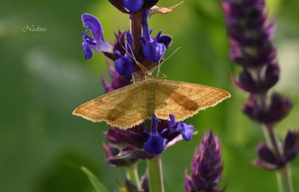 Idaea ochrata - okkerszínű sávosaraszoló