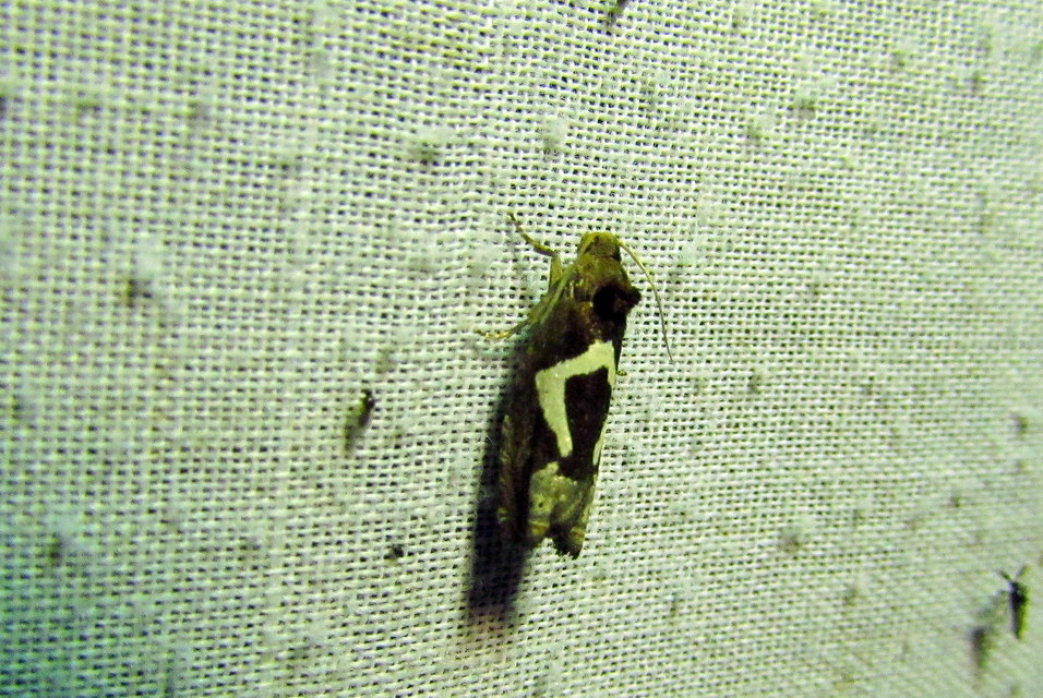 Epiblema foenella - kampósfoltú tükrösmoly