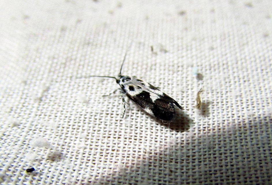 Ethmia quadrillella - gyászos feketemoly