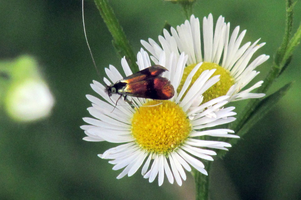 Nemophora fasciella - feketesávú tőrösmoly