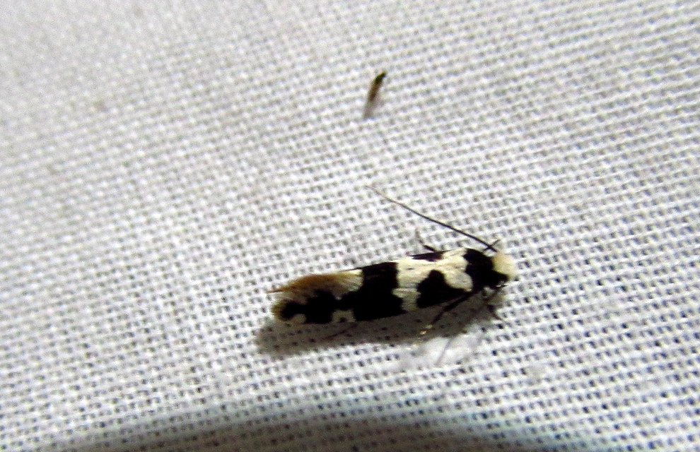 Neurothaumasia ankerella - magyarmoly