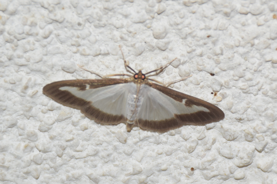 Cydalima perspectalis - puszpáng-tűzmoly
