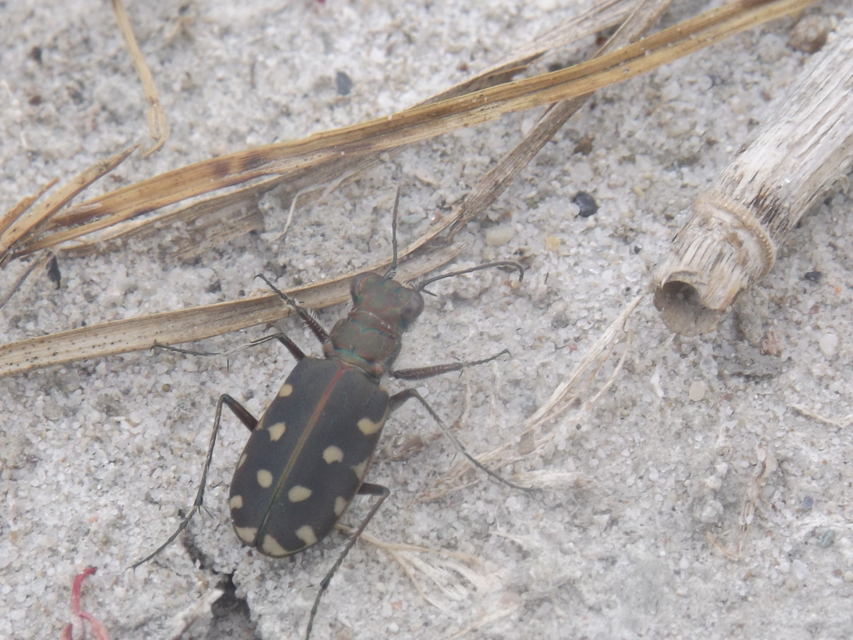 Calomera littoralis nemoralis - sziki homokfutrinka