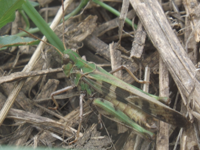 Oedaleus decorus - szalagos sáska
