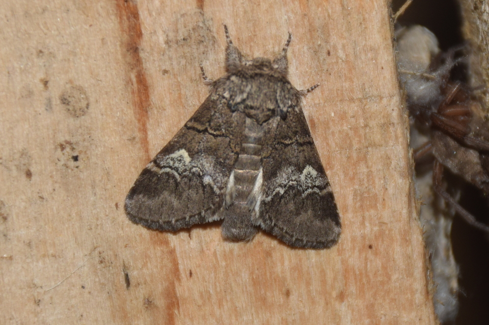Drymonia querna - tölgyfa-púposszövő