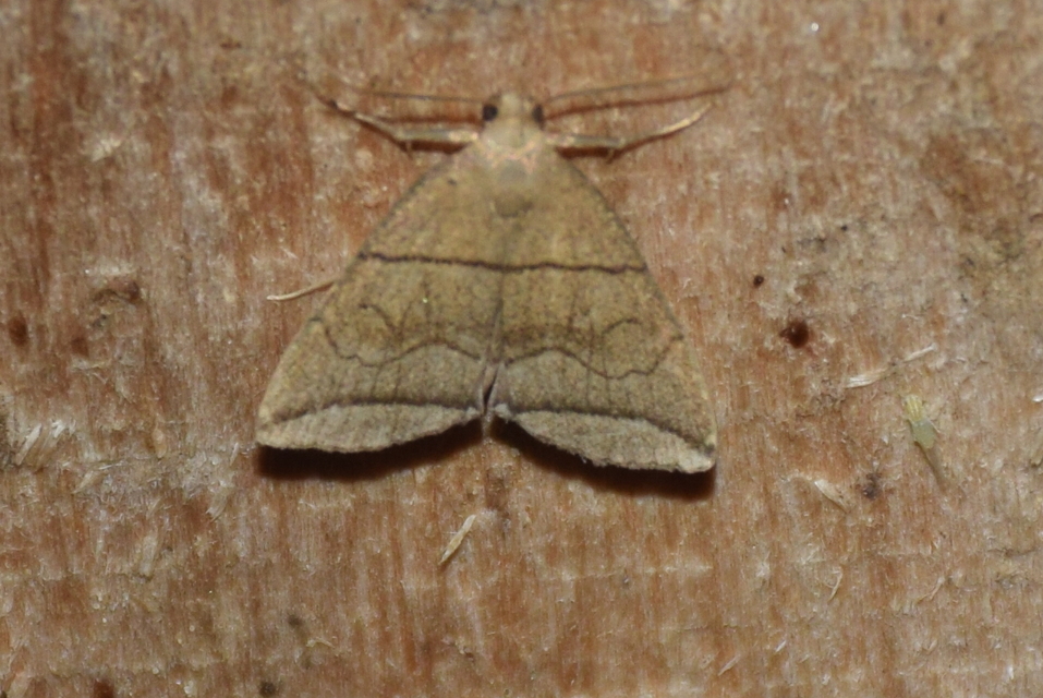 Herminia grisealis - ligeti karcsúbagoly