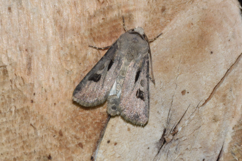 Agrotis exclamationis - felkiáltójeles földibagoly