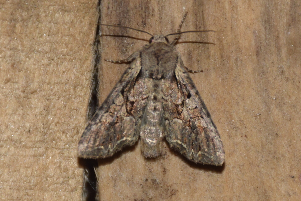 Lacanobia thalassina - borbolya-kertibagoly