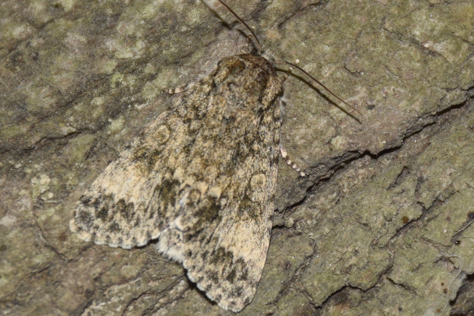 Acronicta megacephala - nagyfejű szigonyosbagoly