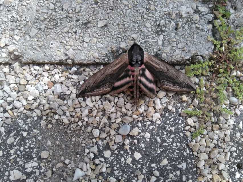Sphinx ligustri - fagyalszender