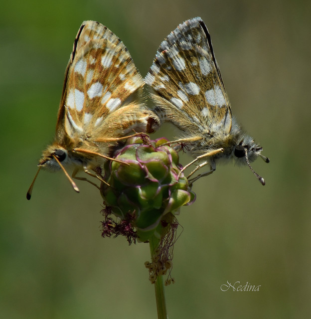 Spialia orbifer - törpe busalepke