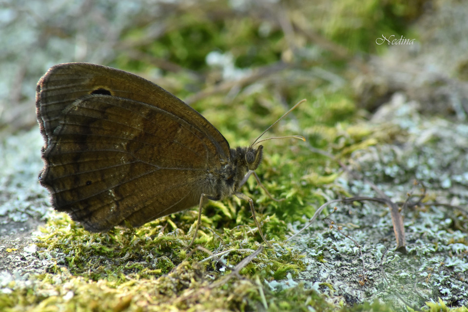Minois dryas - fekete szemeslepke