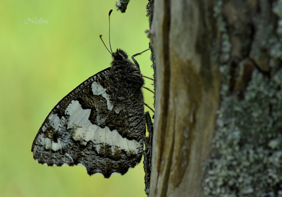 Brintesia circe - fehéröves szemeslepke