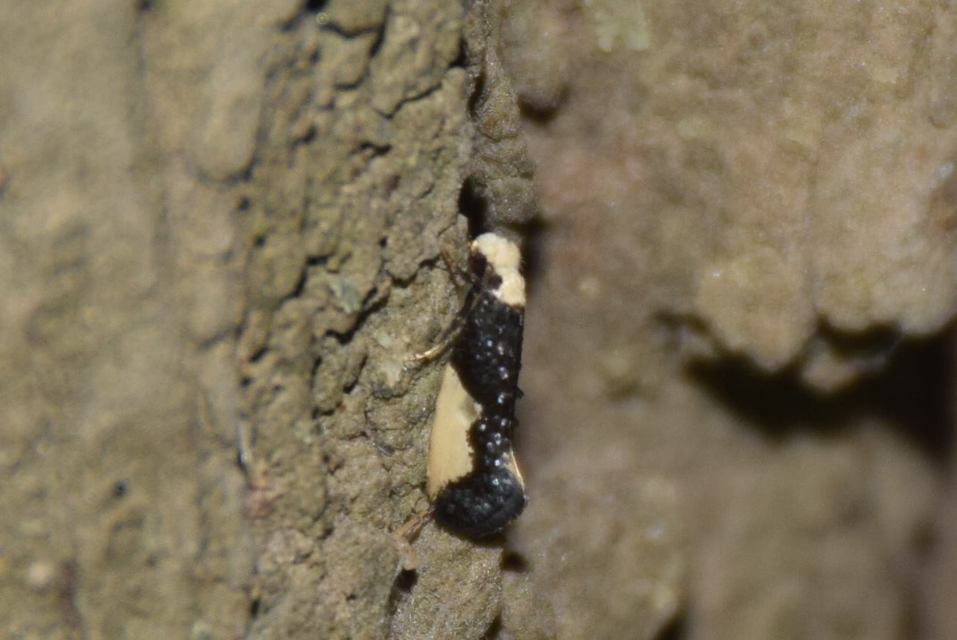 Monopis monachella - apácamoly