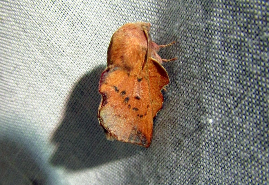 Phyllodesma tremulifolia - nyárlevélpohók