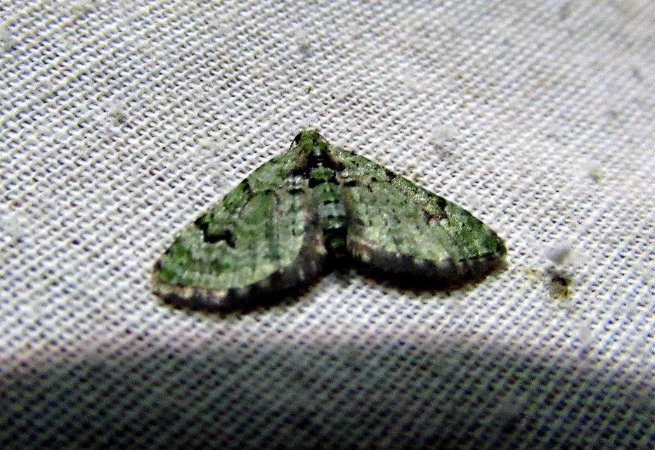 Chloroclystis v-ata - zöldes törpearaszoló