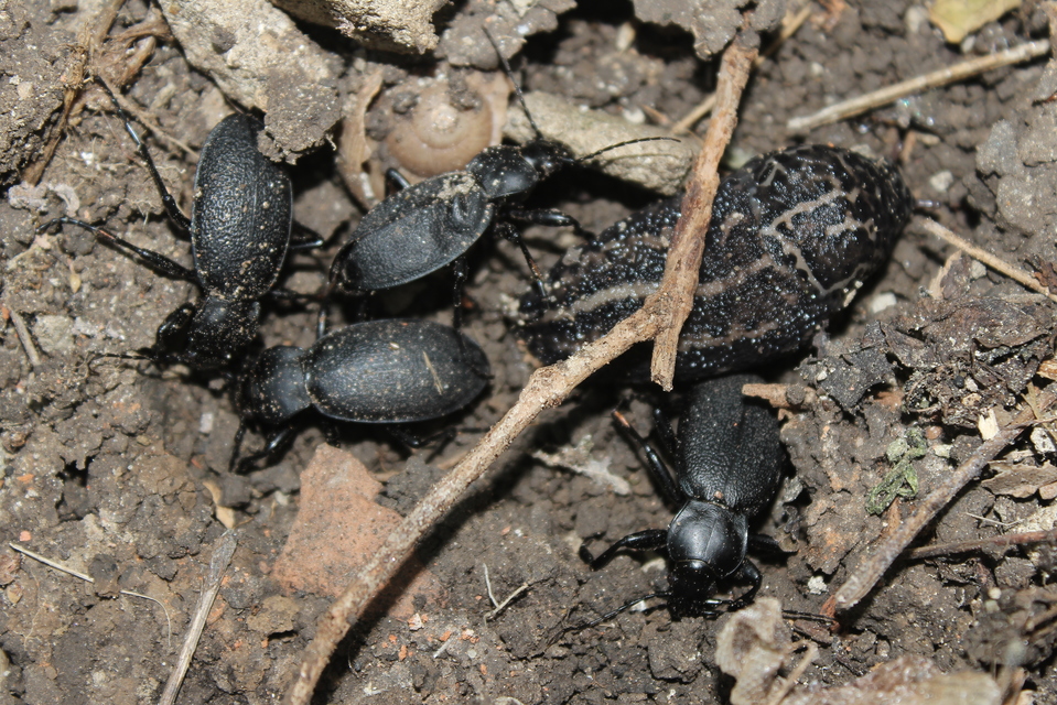 Carabus coriaceus - bőrfutrinka