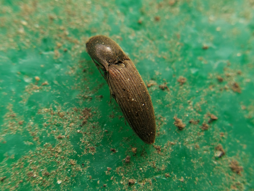 Agriotes sputator - réti pattanó