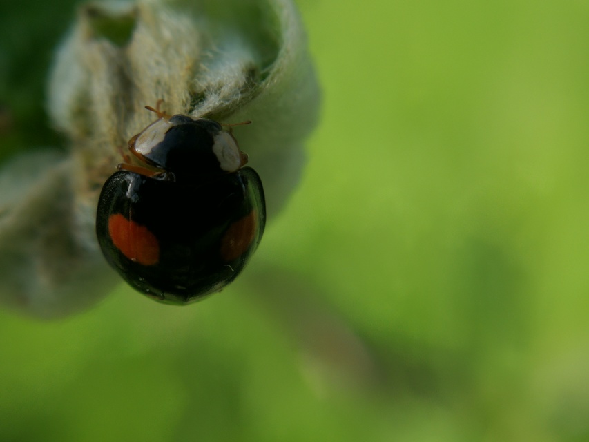 Harmonia axyridis - harlekinkatica
