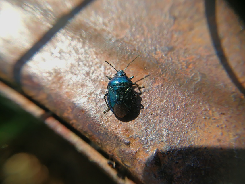 Zicrona caerulea - acélkék poloska Zicrona caerulea - acélkék poloska