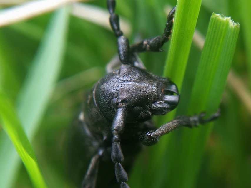 Dorcadion aethiops - fekete gyalogcincér