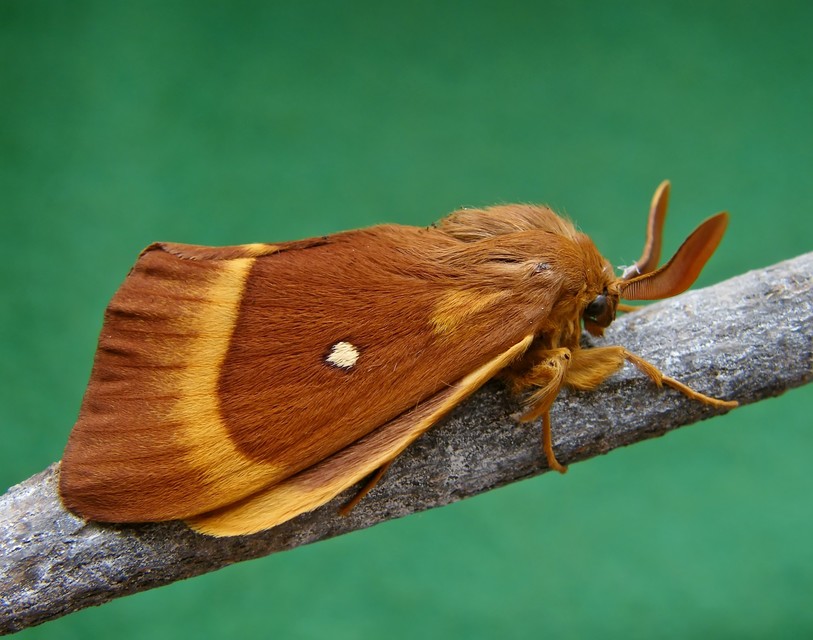 Lasiocampa quercus - tölgyfaszövő