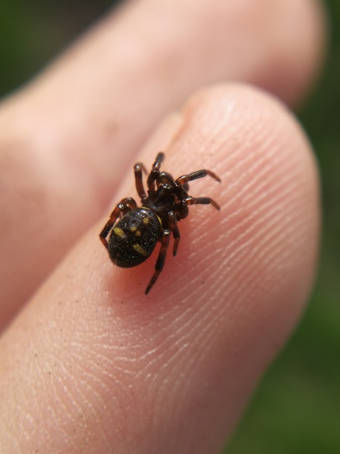 Asagena phalerata