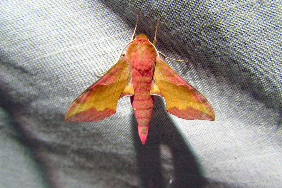 Deilephila porcellus - piros szender