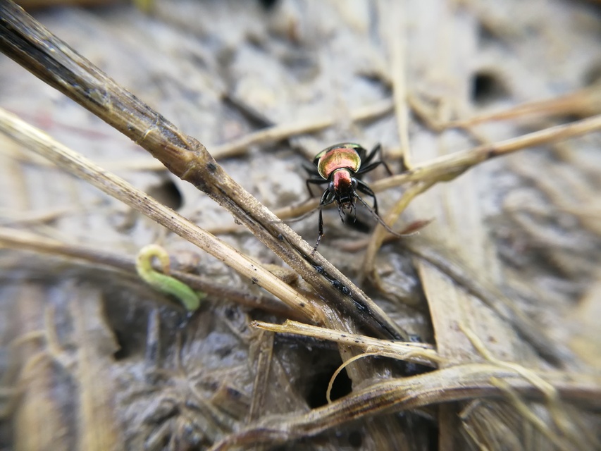 Agonum viridicupreum - rezeszöld kisfutó Agonum viridicupreum - rezeszöld kisfutó