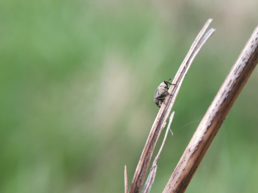 Ceutorhynchus