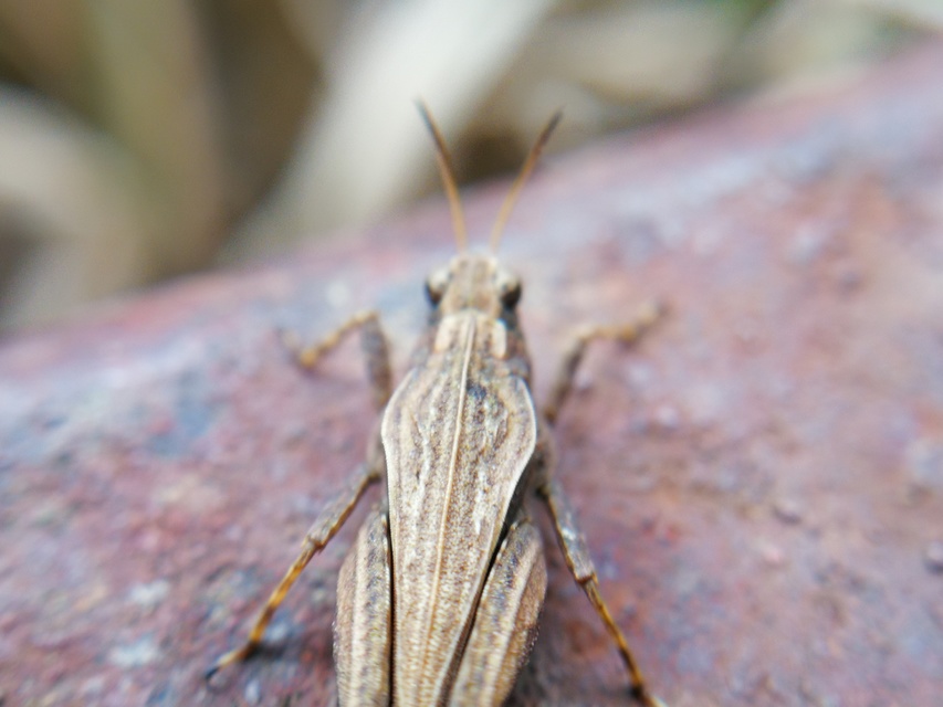 Tetrix subulata - közönséges tövishátúsáska