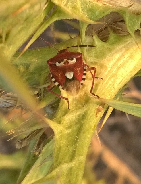 Codophila varia - változékony bogyómászó-poloska Codophila varia - változékony bogyómászó-poloska