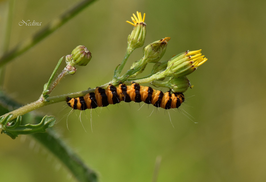 Tyria jacobaeae - jakabfű-medvelepke