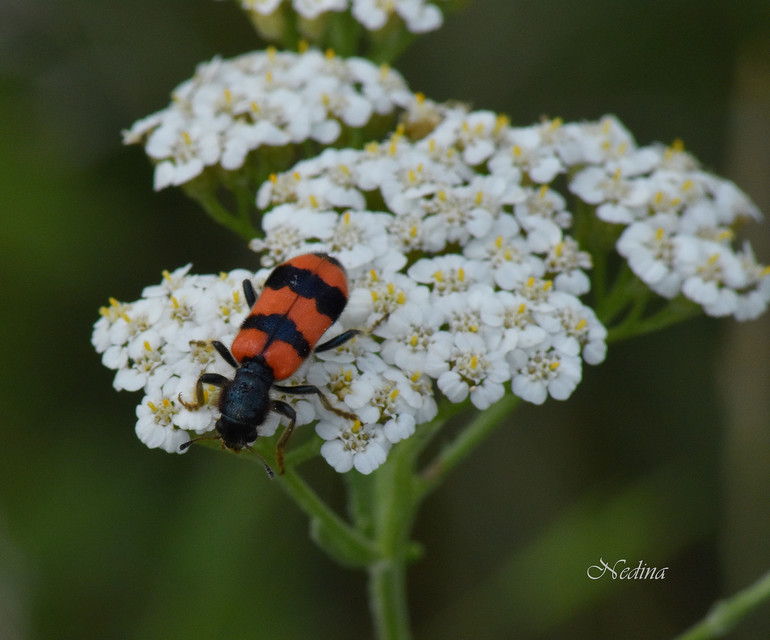 Trichodes apiarius - szalagos méhészbogár