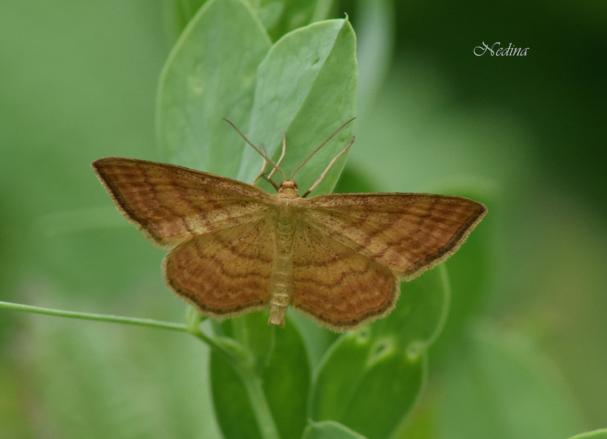 Idaea ochrata - okkerszínű sávosaraszoló