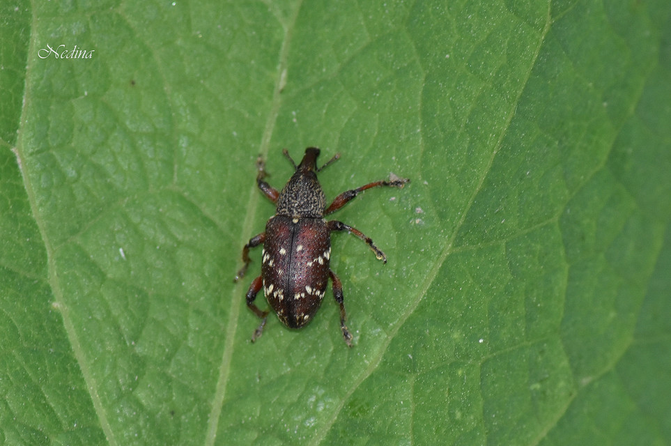 Hylobius transversovittatus - füzény-fenyvesormányos