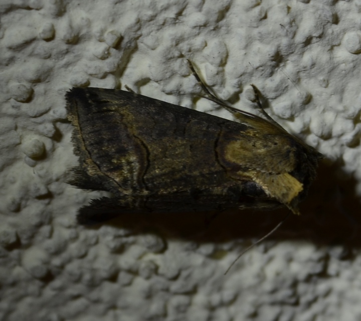 Abrostola triplasia - közönséges csalánbagoly