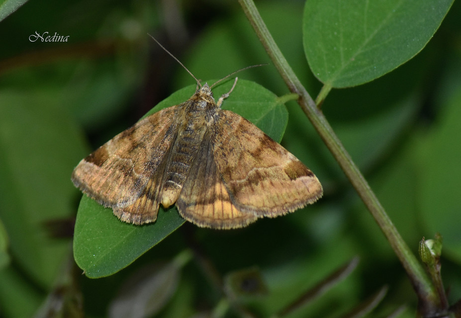 Euclidia glyphica - közönséges nappalibagoly