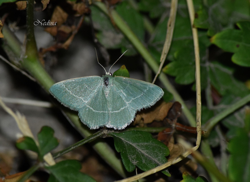 Chlorissa cloraria - sárgászöld araszoló