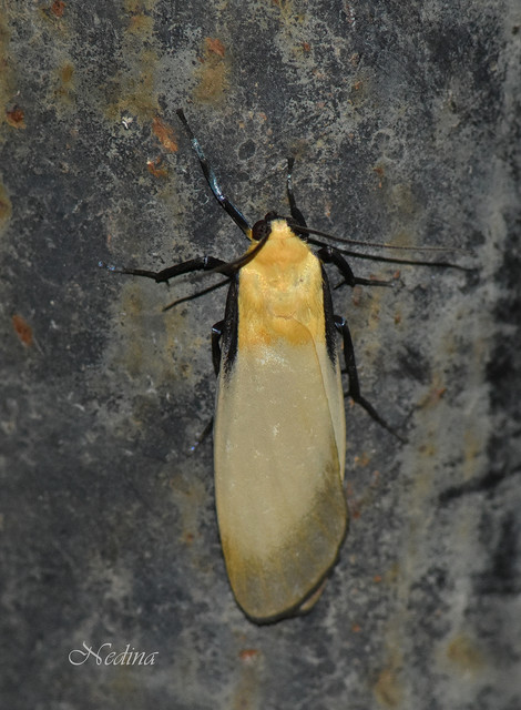 Lithosia quadra - négypettyes zuzmószövő