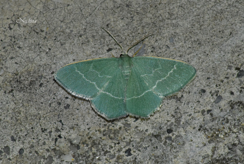 Chlorissa viridata - üdezöld araszoló