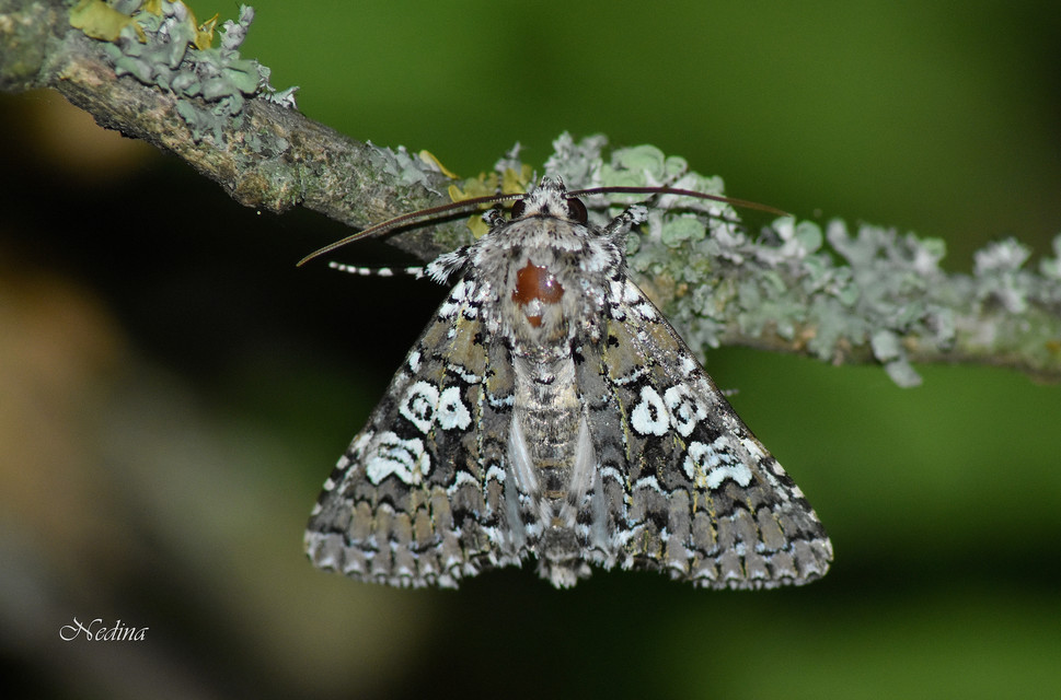 Lamprosticta culta - hármasfoltú bagoly