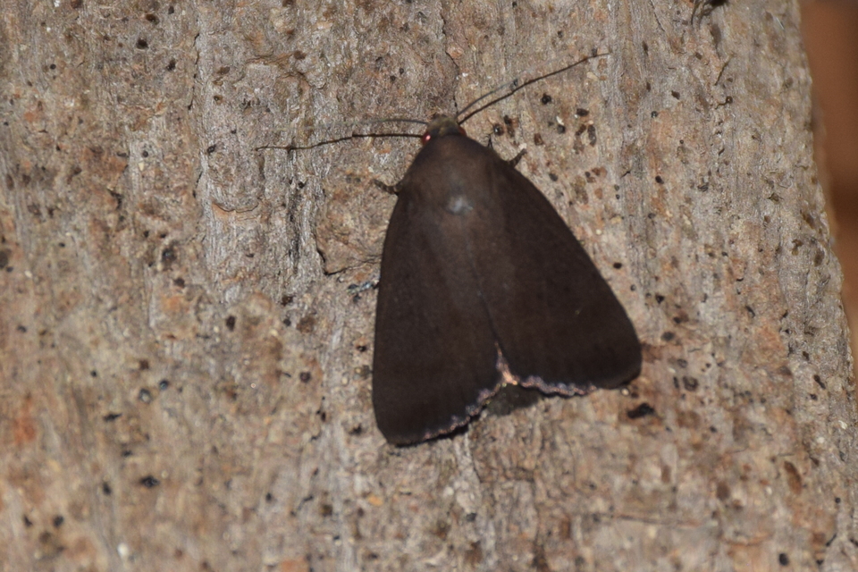 Amphipyra livida - zsírfényű bagoly