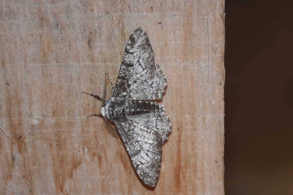 Biston betularia - szürkepettyes araszoló