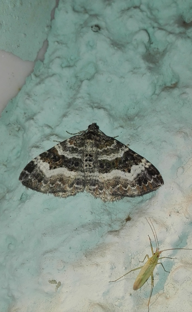 Epirrhoe alternata - galaj-tarkaaraszoló