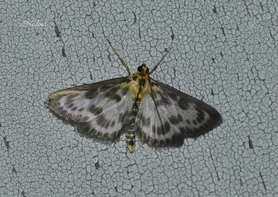 Anania hortulata - tarka csalánmoly