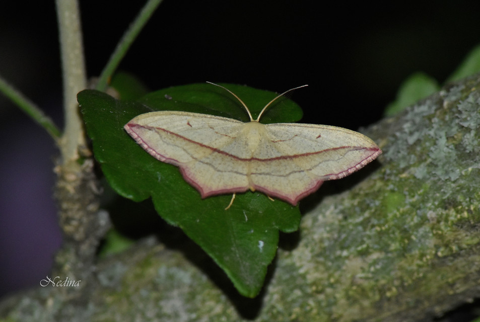 Timandra comae - piroscsíkos csipkésaraszoló