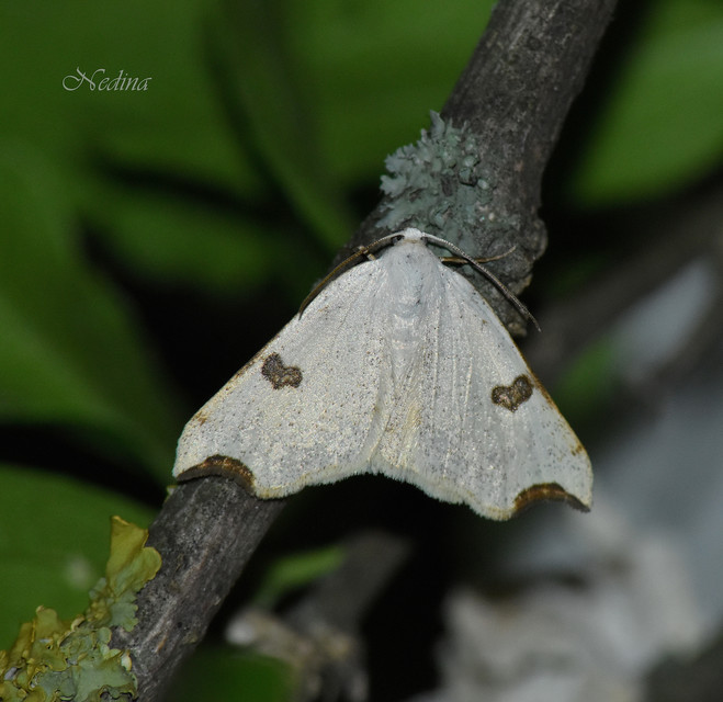 Eilicrinia cordiaria - fehér fűzfaaraszoló
